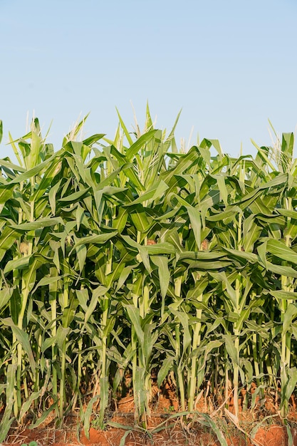 Groene maïs plantage