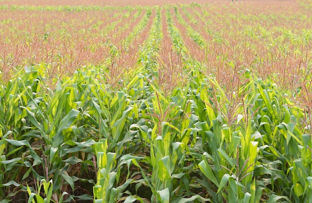 Groene maïs veld