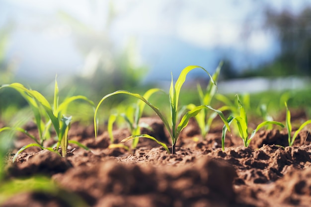 Groene maïsplant op veld in ochtendlicht