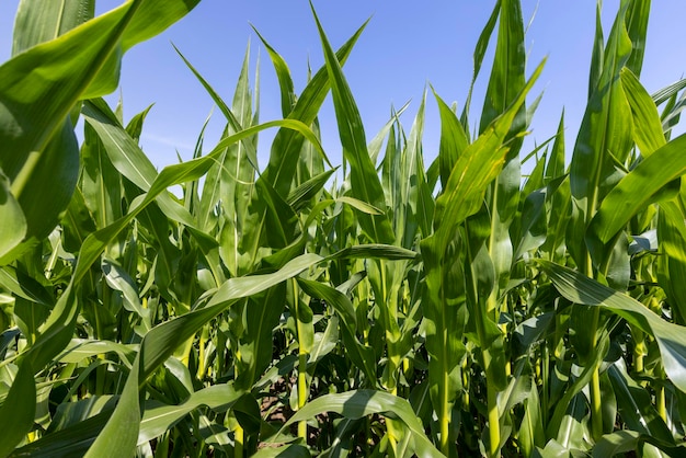 Groene maïsstruiken in het veld