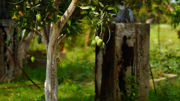 Groene mango op de boom