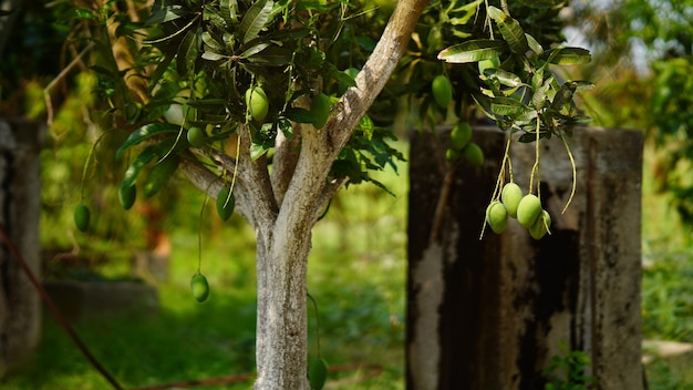 Groene mango op de boom