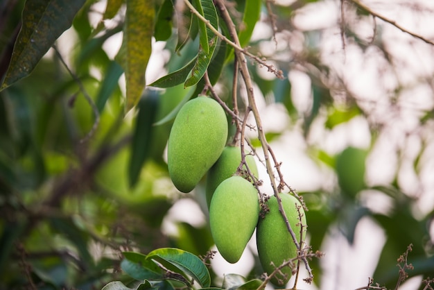 Groene mango op de boom