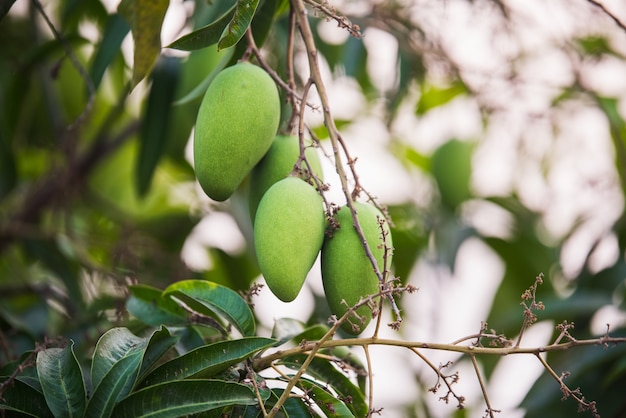 Groene mango op de boom