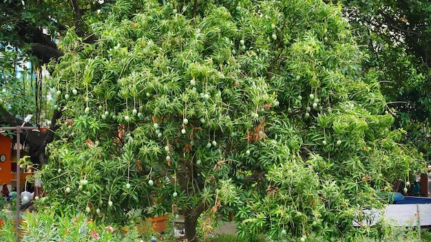 Groene mangoboom op de boerderij