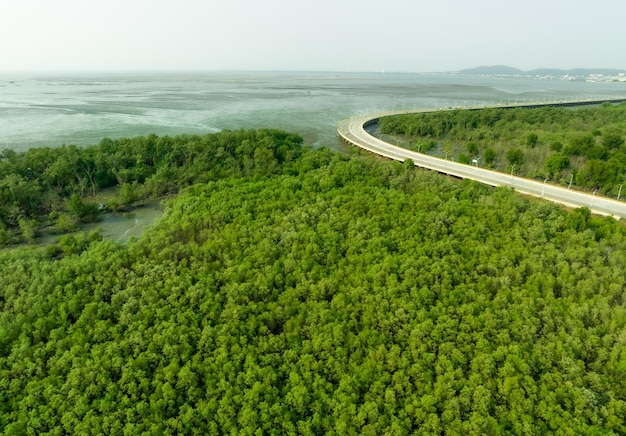 Groene mangrovebossen vangen kooldioxide op Netto nulemissie Mangroven vangen CO2 op