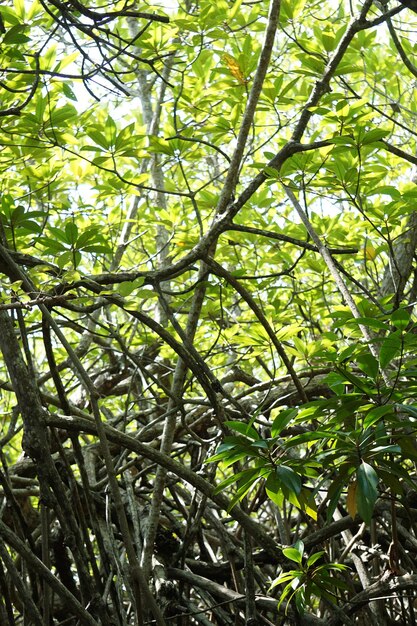 groene mangroven in de tropen