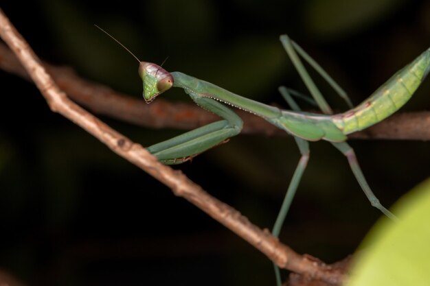 Groene Mantid subadult van het geslacht Oxyopsis