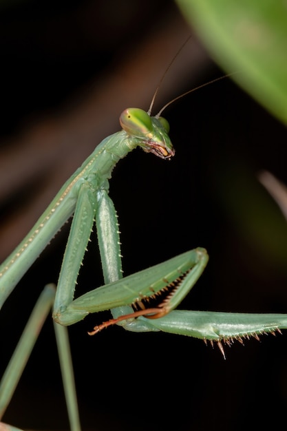 Groene Mantid subadult van het geslacht Oxyopsis