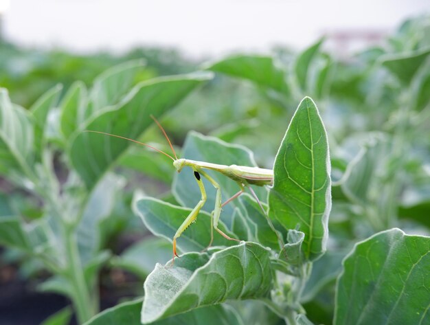 Foto groene mantis op withania somnifera bladeren een groen insect op een pittige plant