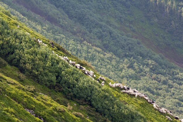 Groene met gras begroeide steile heuvel met klein silhouet van mensenherder die grote kudde schapen en lammeren op mistig pijnbomenbos leiden Landbouw en het fokken van schapen in moeilijke voorwaardenconcept.