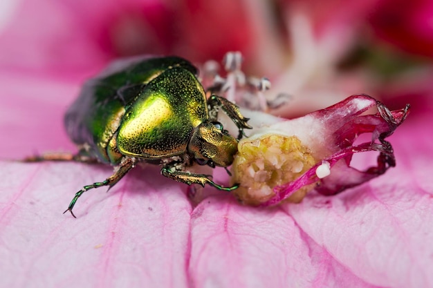 Groene metalen beatle