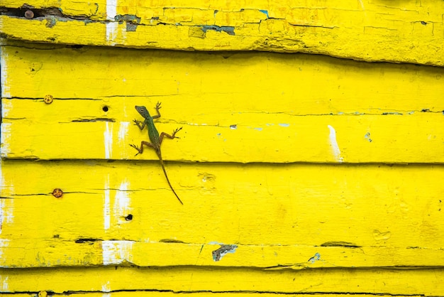 Groene Mexicaanse hagedis aan de buitenkant van een geel houten huis in het Caribisch gebied.