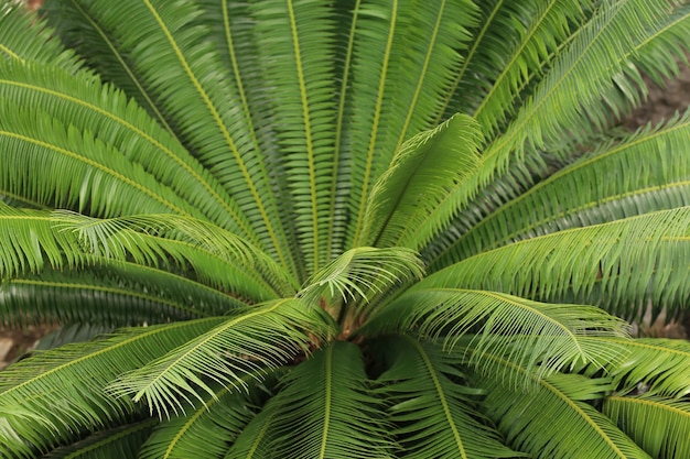 Groene minibladboom in tuin