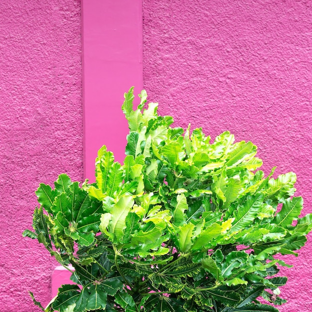 Groene mode stemming. Planten op roze muur achtergrond. Minimaal