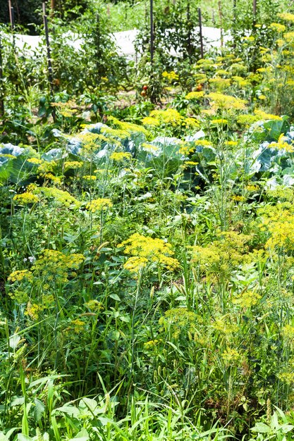 Groene moestuin met broeinest in zonnige dag