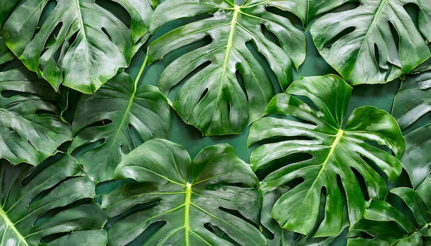 Groene monstera bladeren achtergrond Lente of zomer seizoen Flat lay