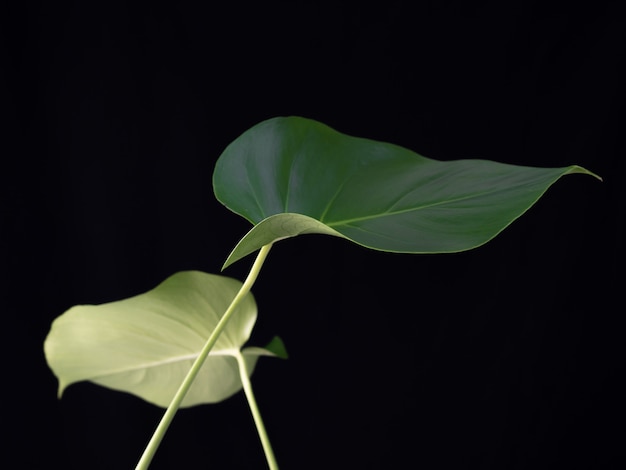 Groene monstera planten