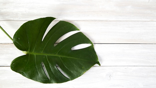 Groene monsterabladeren op witte houten achtergrond