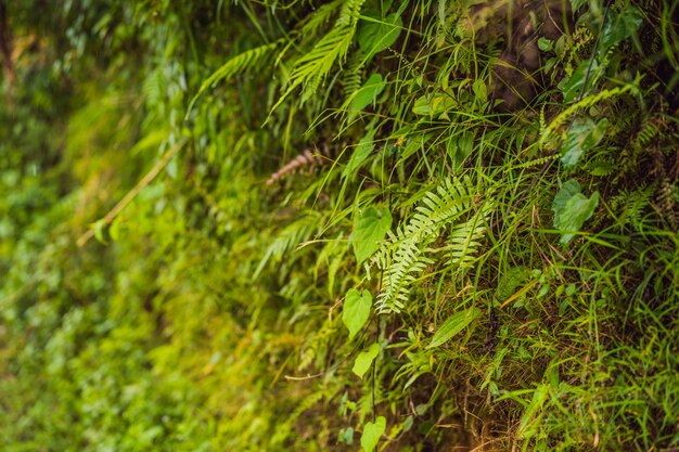 Groene mos achtergrondstructuur mooi in de natuur