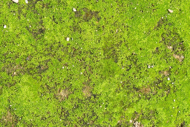 Groene mos bakground