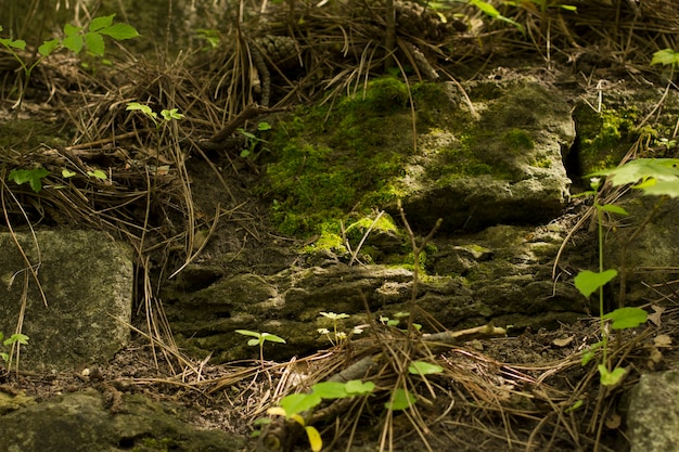 Groene mos bedekte steen in het bos. close-up shot