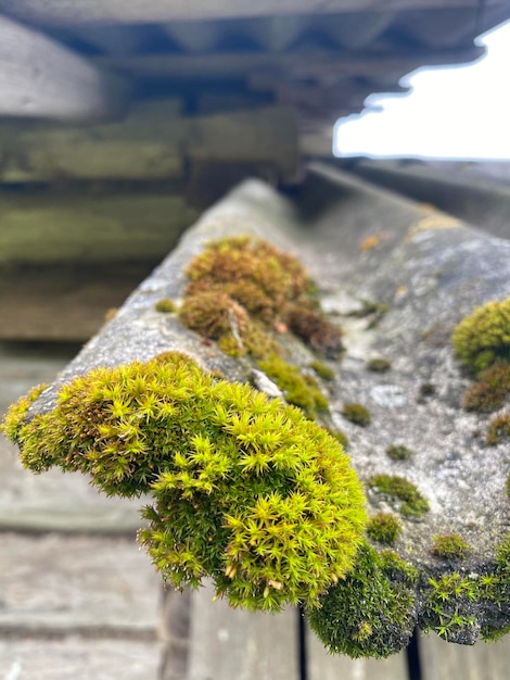 Foto groene mos close-up op een oude dakbedekking