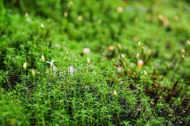 Groene mos macro natuurlijke achtergrond met knoppen