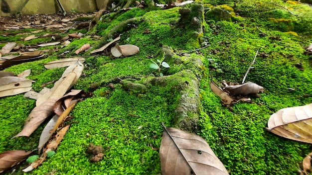 Groene mosachtergrond in tropisch bos 05