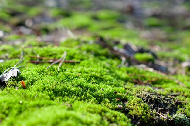 groene moskussens in het bos, close-up