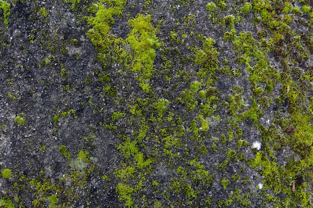 Groene mostextuur op grijze steen. Organische achtergrond.