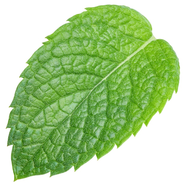 Groene munt peper blad geïsoleerd op wit. Vers muntblad. Pepermunt uitknippad. volledige diepte van