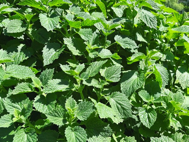 groene muntstruik die in een bloementuin groeit