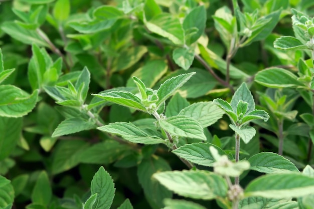 groene muntstruiken die in de tuin groeien