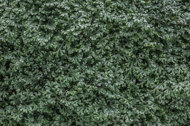 Groene muur met varens bladeren