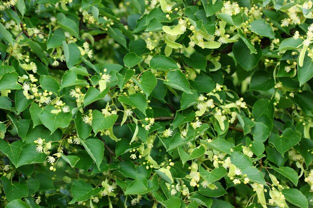 Groene muur van bladeren