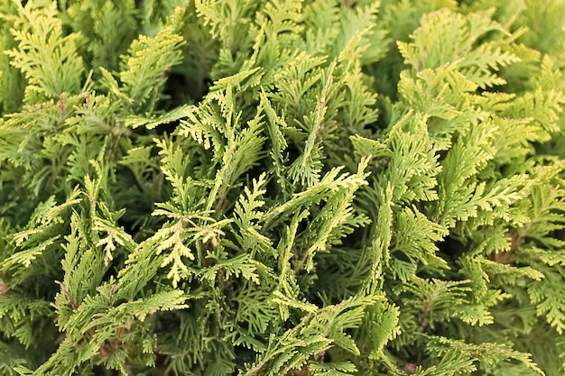 Groene muur van cupressusboom als achtergrondtextuur natuurlijk behangconcept close-up van cupressusboom schoonheid van de natuur verse tak van cupressusboom tuinpark en bos