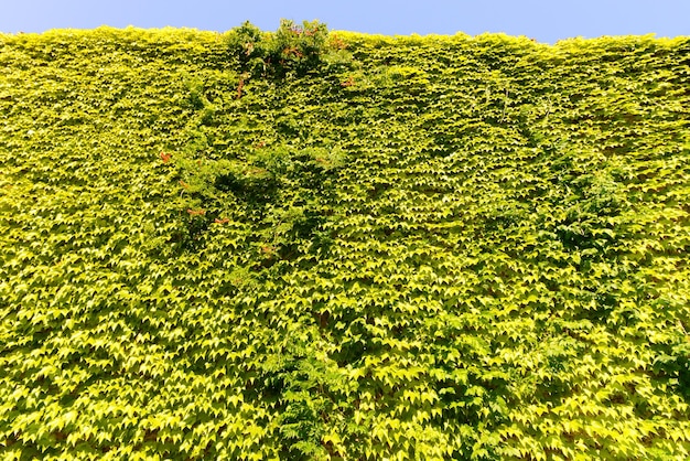 Groene muurachtergrond van de klimop van Boston