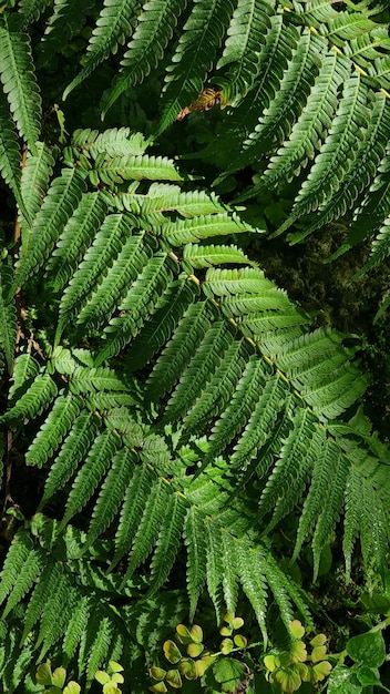 groene natuur blad achtergrond vers