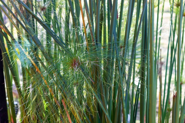 Groene natuur bloeiende planten aarde