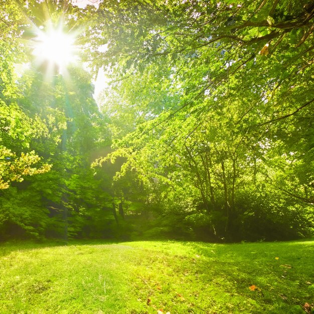 Groene natuur met zonnige dag