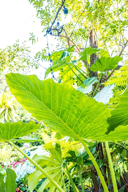 Groene natuur van varens en bomen in tropische tuin