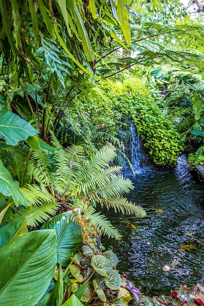 Foto groene natuur van varens en bomen in tropische tuin