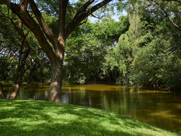 Groene natuur, vijver in een herfstpark