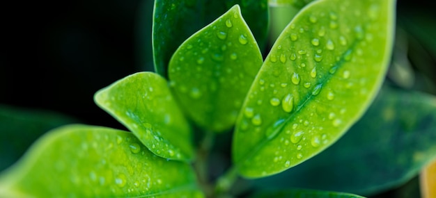 Groene natuur Vreedzame natuur banner Groene bladeren met regendruppels artistieke onscherpe achtergrond vrede