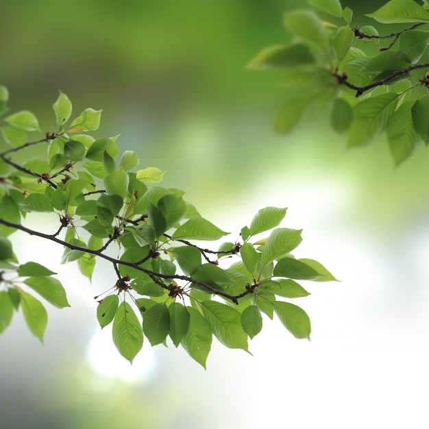 Groene natuurlijke achtergrond, groenachtergrond