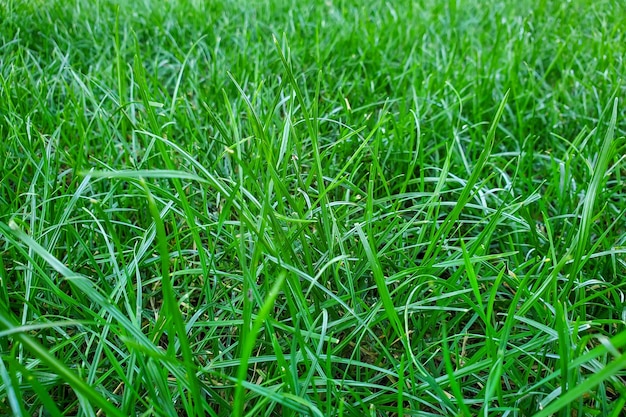 Groene natuurlijke achtergrond jong gras close-up gazon
