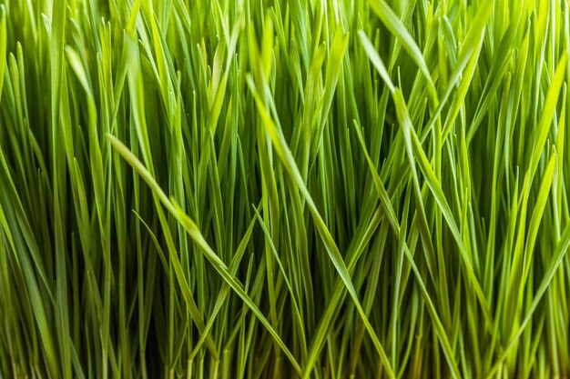 Groene natuurlijke achtergrond. Jonge groene tarwezaailingen die in een veld groeien, close-up