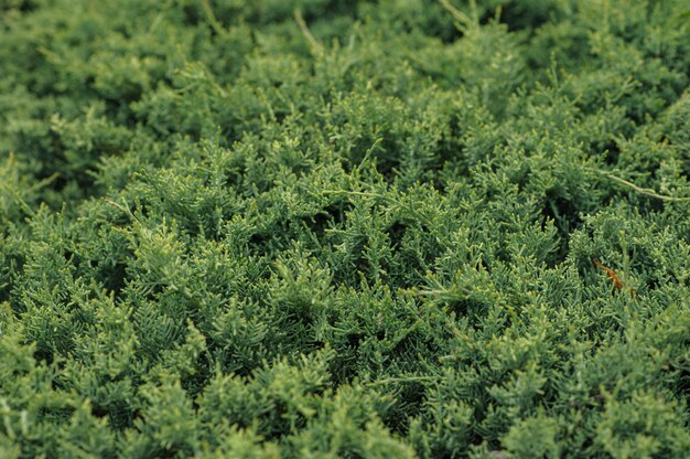 Groene natuurlijke achtergrond met arborvitae.