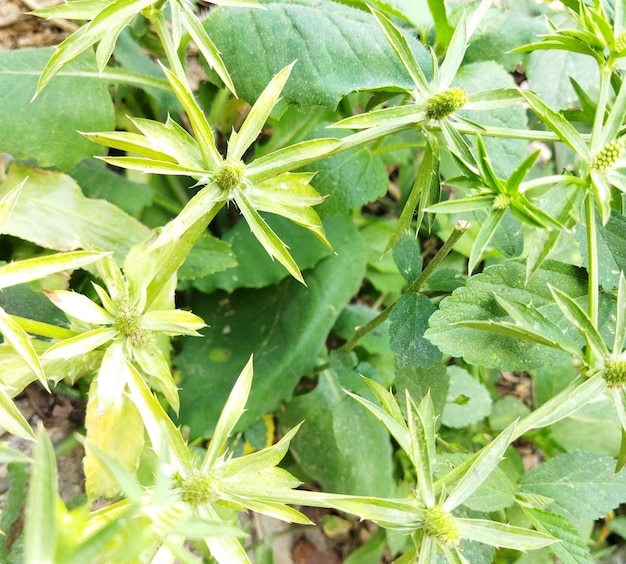 Foto groene natuurlijke achtergrond